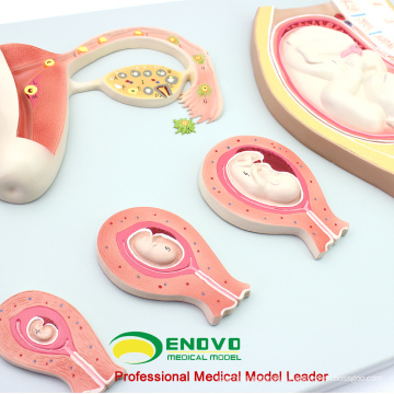 SELL 12453 Embryonic Process Model Development from Unfertilized Ovum 9th